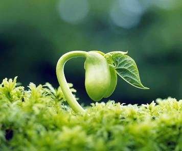 硝酸磷肥有味道吗 点击右上方关注免费收广西土肥推送，肥料分类你知道几种？