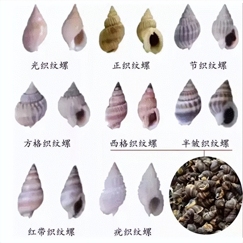 如何识别织纹螺_织纹螺有毒_织纹螺期货