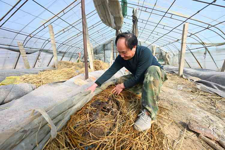 辽宁农民增收_企业农户合作模式_去年免费赚钱好项目