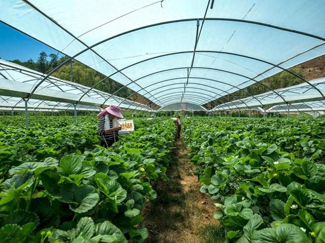 农村创业做什么赚钱？6个最暴利小本生意推荐，大棚种植、婚庆行业潜力大